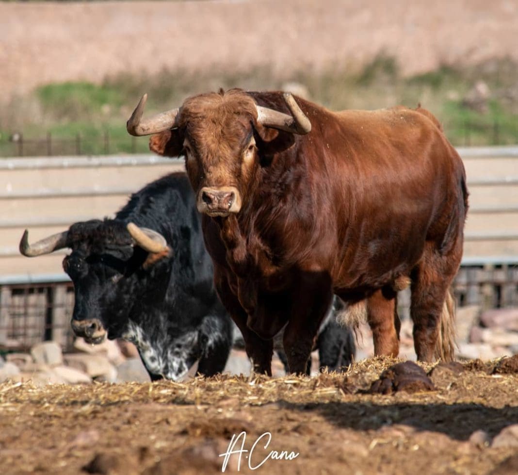Foto: Alenjadro Cano