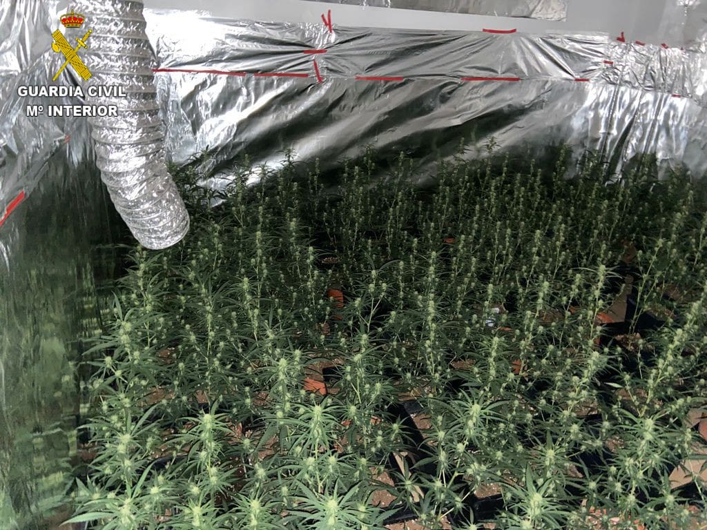 plantación marihuana