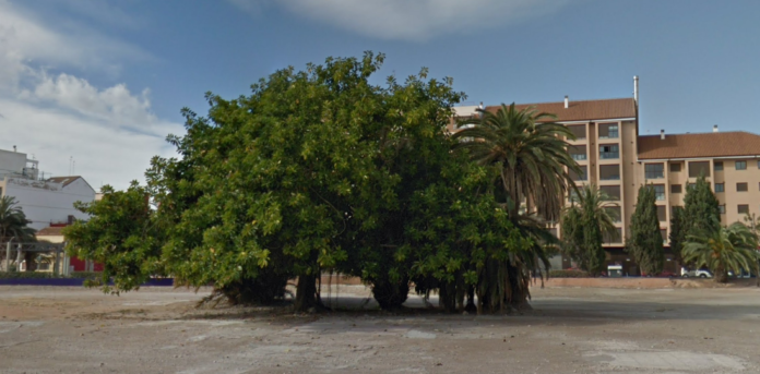 Árbol Ficus Cabanya