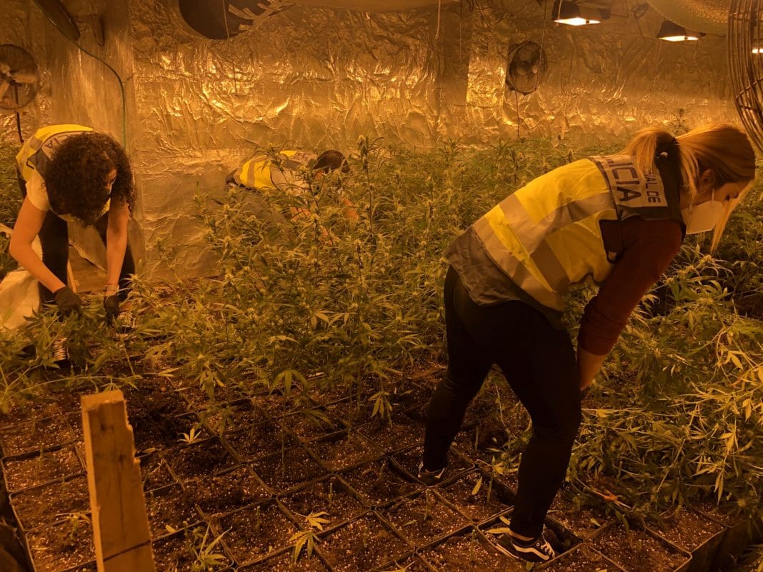 2.100 plantas marihuana