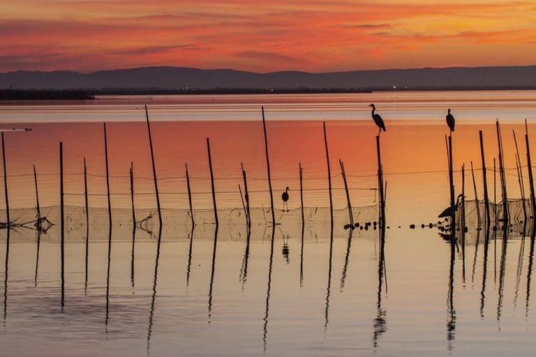 València y el Consell piden al Gobierno el mismo trato para L’Albufera que el de Doñana