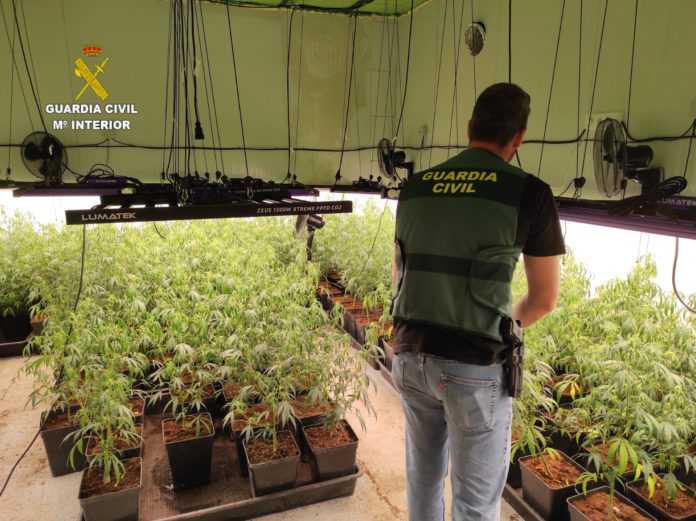 Plantación de marihuana en Llutxent/ Guardia Civil