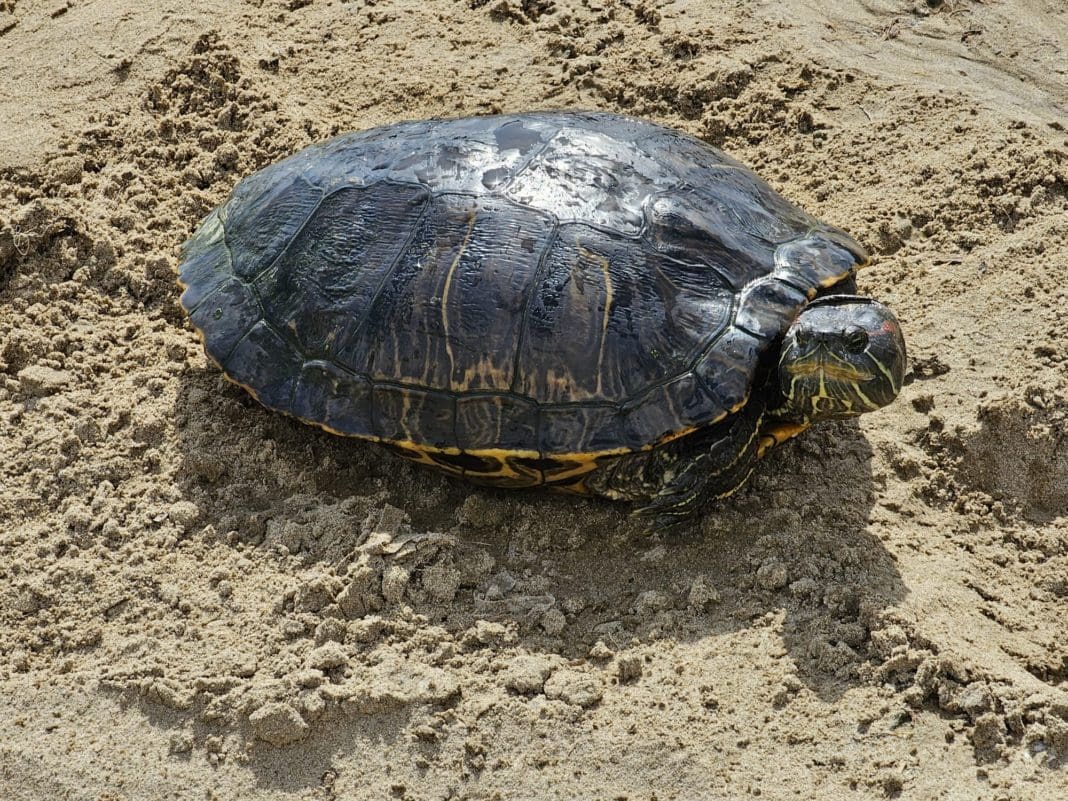 Tortuga que fue localizada/ PolicíaLocal