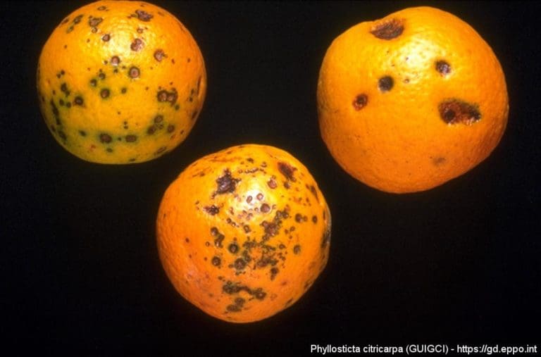 El conseller de Agricultura pide al ministro Planas que frene la expansión de plagas en cítricos importados