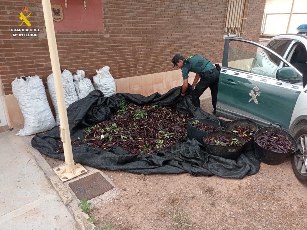 Algarrobas que habían sido sustraídas/ Guardia Civil