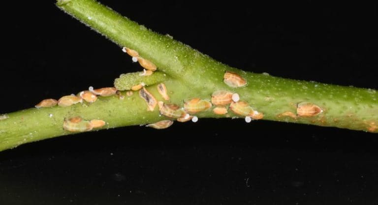 Agricultura vuelve a pedir al Gobierno medidas preventivas contra la llegada de plagas a los cítricos