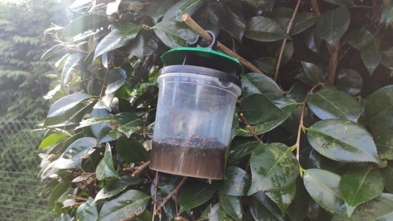 Agricultura inicia las jornadas formativas para la prevención y el control de la ‘vespa velutina’ o avispón asiático