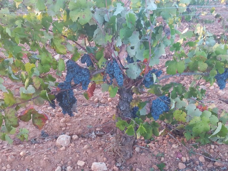 El Consell urge al Gobierno que actúe ante la crisis de producción vitivinícola