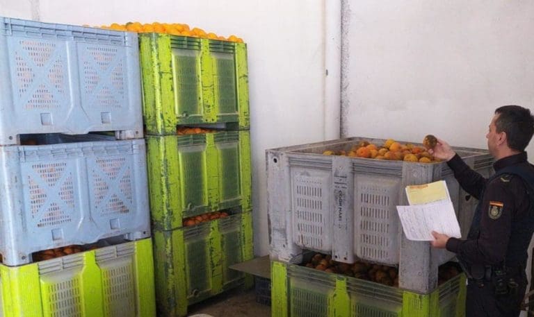 Intensifican los controles en el campo para prevenir robos en la campaña citrícola