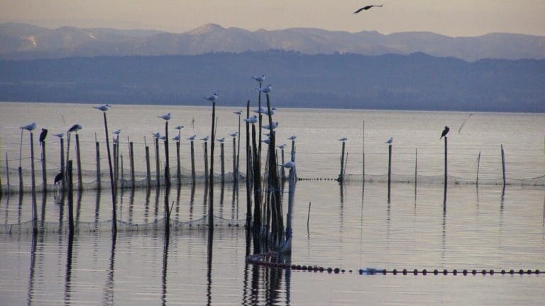La Generalitat convoca la Junta Rectora del Parque Natural de l’Albufera para el próximo 11 de enero