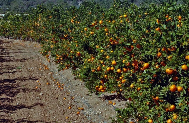 Aguirre apoya al sector citrícola valenciano y aumentará los controles en el etiquetado