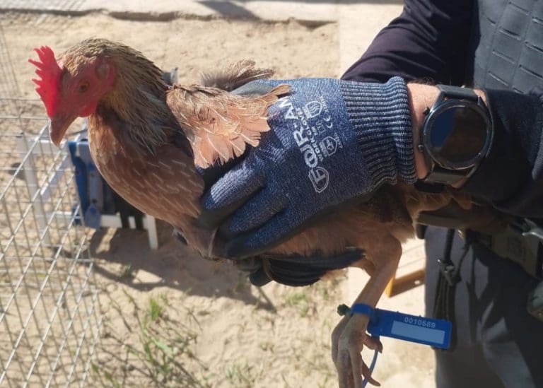 Desmantelan unas instalaciones dedicadas a la cría de gallos de pelea en La Punta