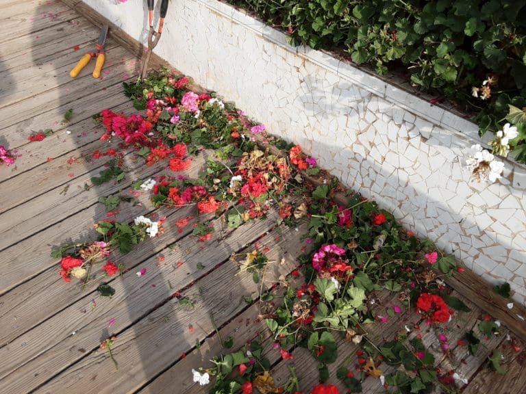 Parques y Jardines inicia la poda del Puente de las Flores de València