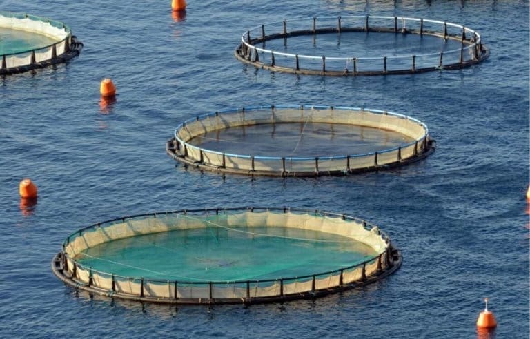 El Consell prepara ayudas por 1,8 millones para compensar la subida del pienso para acuicultura por la guerra en Ucrania