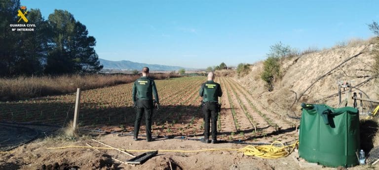 Desmantelan una plantación de 4.000 plantas de marihuana en La Pobla del Duc