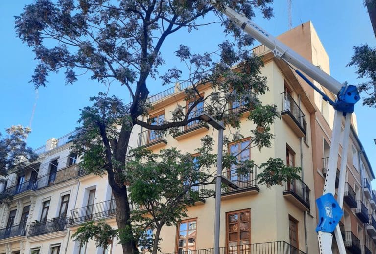 Parques y Jardines derribará un árbol de la plaza del Mercado de València tras comprobar que su interior está hueco
