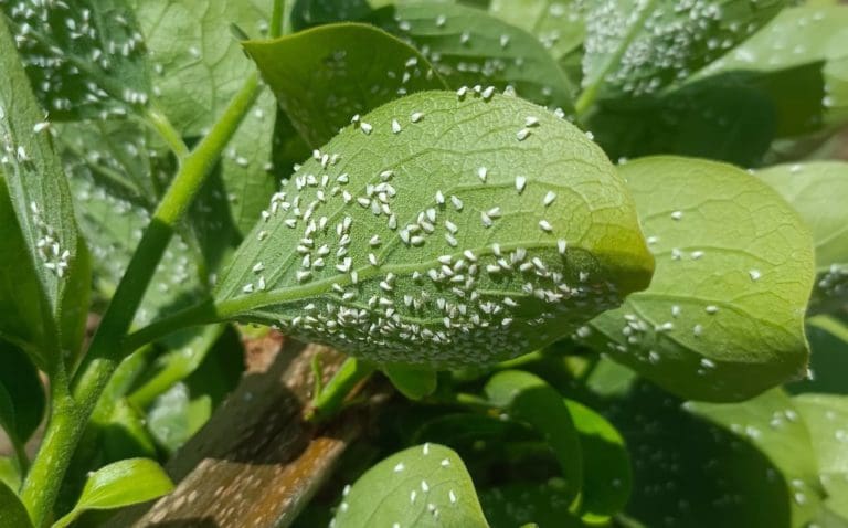 AVA-Asaja pide soluciones ante la ‘invasión’ de la mosca blanca en los cítricos y caquis