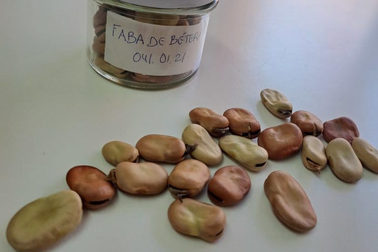 Bétera trabaja para promocionar y poner en valor su ‘fava’, en el catálogo de interés agrario desde 2018