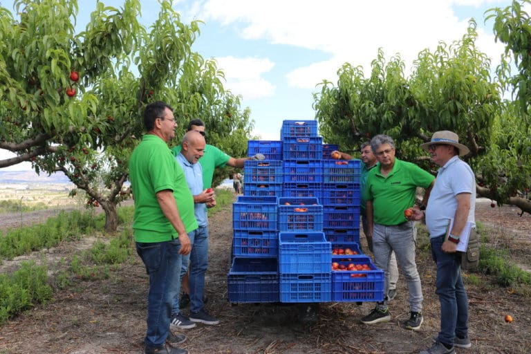 La Unió prevé que la cosecha de fruta de verano aumente más de un 50% sobre la pasada campaña