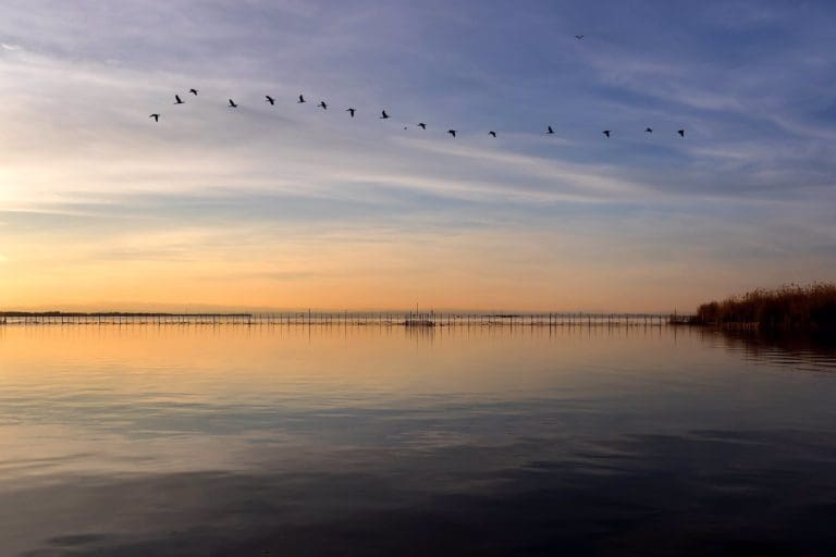 València comienza a redactar su ‘candidatura sólida’ para que l’Albufera sea Reserva de la Biosfera de la Unesco