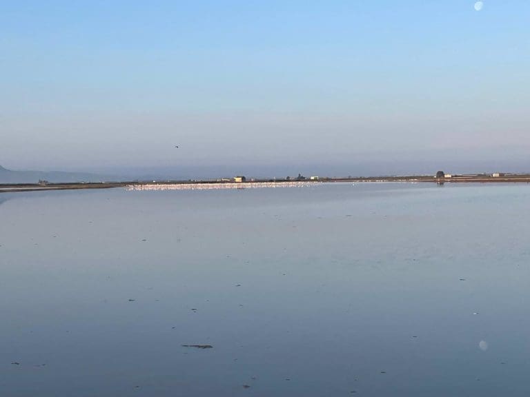 AVA-Asaja pide compensaciones por los daños de los flamencos en los arrozales de La Albufera