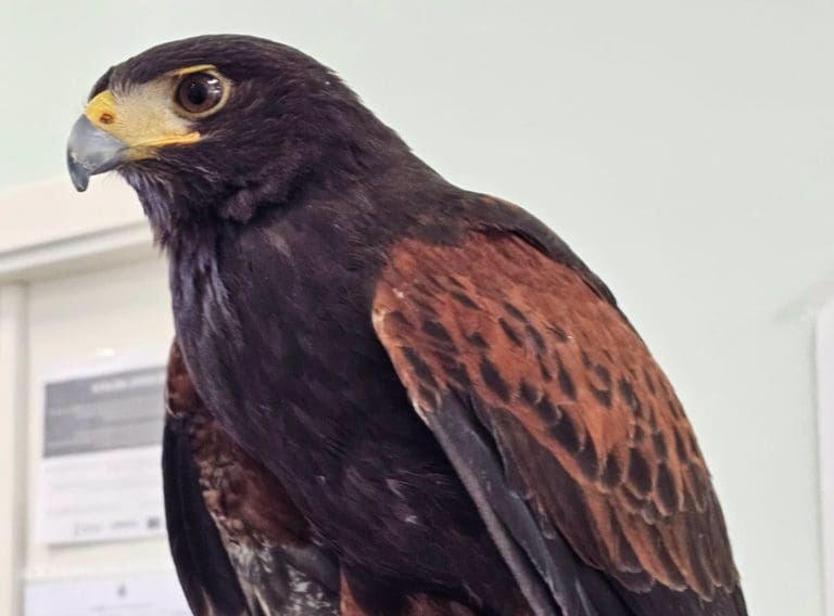 Recuperan un águila Harris encargado del control de las poblaciones de aves que se había escapado en València
