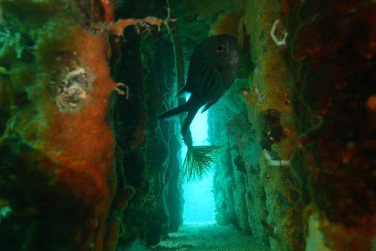 Ivace i colabora en el desarrollo de nuevos diques de hormigón sostenible fabricado con cenizas del volcán de La Palma y restos de paja del arroz