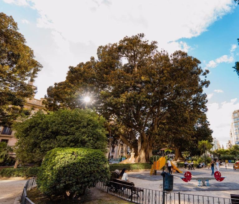 València iniciará la poda de los ficus monumentales de Parterre y Glorieta junto con bomberos