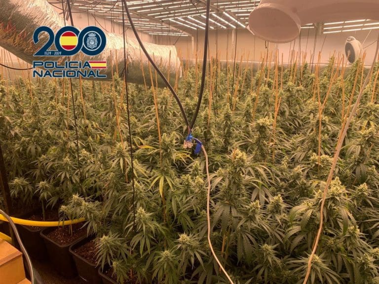 La Policía Nacional desmantela una plantación de marihuana en Ador y detiene a dos personas