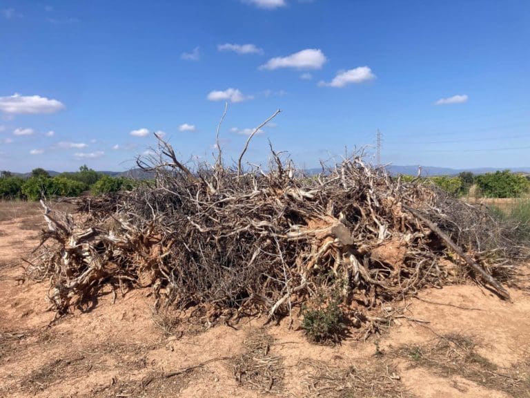 La Unió y AVA-Asaja se manifestarán el 21 de junio ante la Conselleria de Agricultura