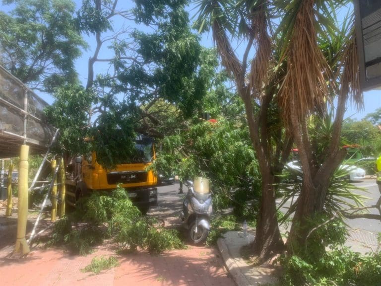 Un camión con un contenedor de obra se engancha con un árbol en plaza América y lo arranca de raíz