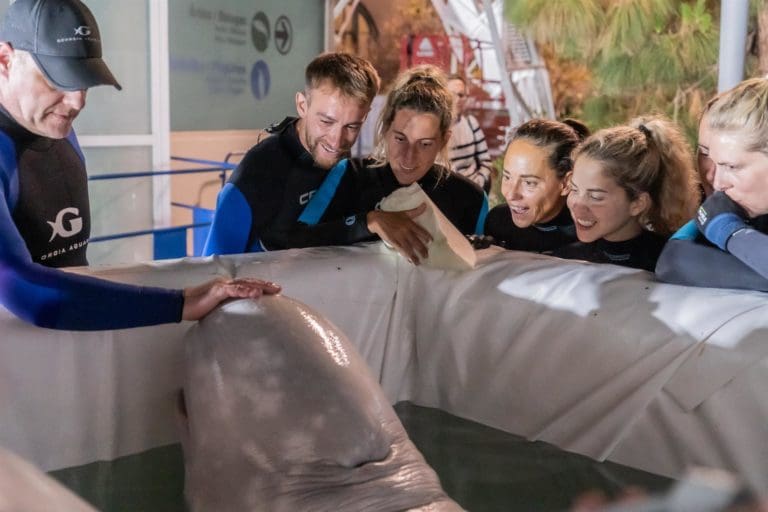 Rescatan dos belugas de un acuario de Ucrania y las trasladan al Oceanogràfic de València