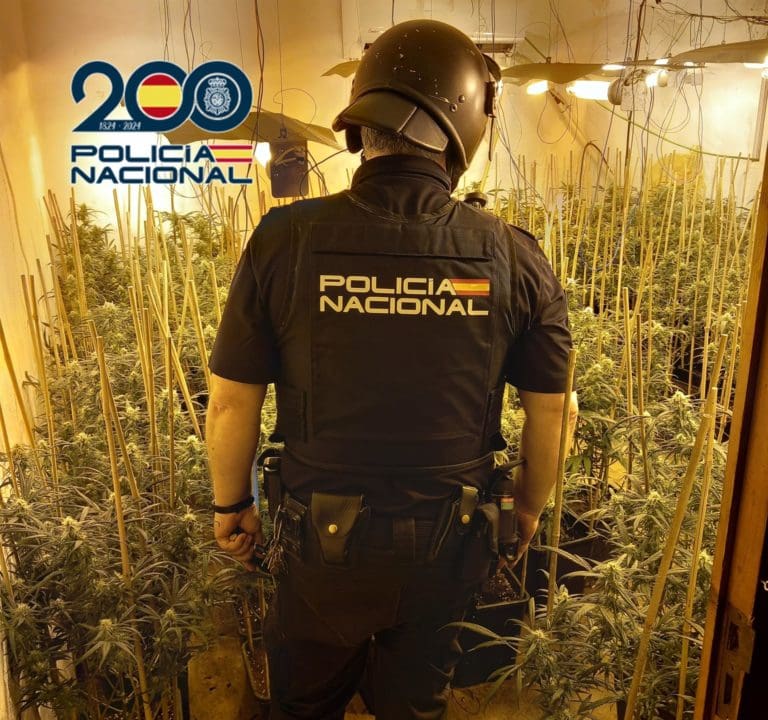 Dos personas detenidas en el desmantelamiento de tres plantaciones de marihuana en Alzira y Algemesí
