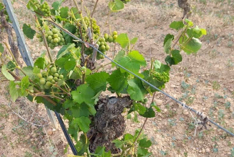 La Unió cifra en 8 millones anuales los daños por fauna salvaje en Utiel-Requena y reclama ayudas compensatorias