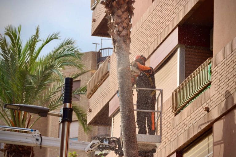 Torrent mantiene su compromiso de retirar las palmeras que suponen un mayor riesgo