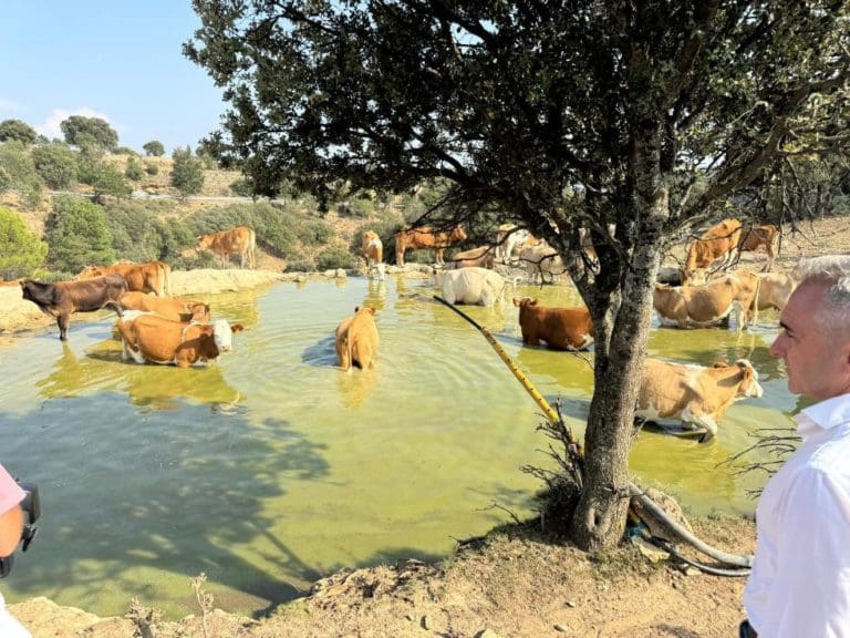 Más de 4 millones de litros de agua llegan a 90 explotaciones ganaderas de la Comunitat para garantizar la supervivencia de reses