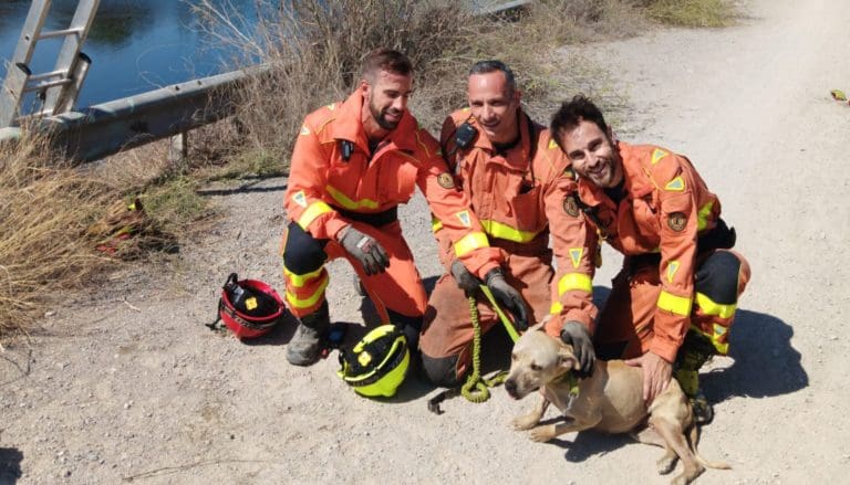 Los bomberos rescatan a un perro atrapado en el barranco de Carraixet en Alboraya