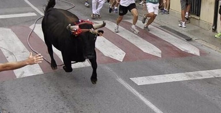 Denegada la celebración del ‘Torico’ de Chiva por el retraso en la entrega de la documentación