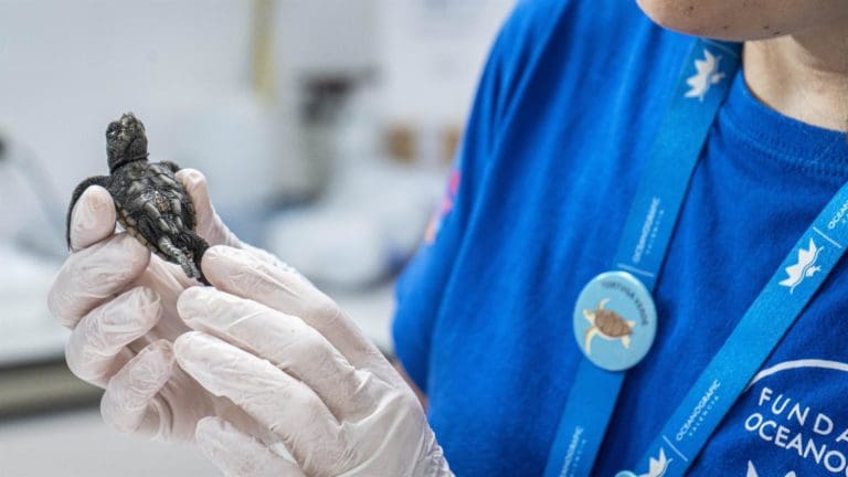 Comienzan a nacer en el Oceanogràfic las tortugas marinas de los nidos de la Comunitat Valenciana