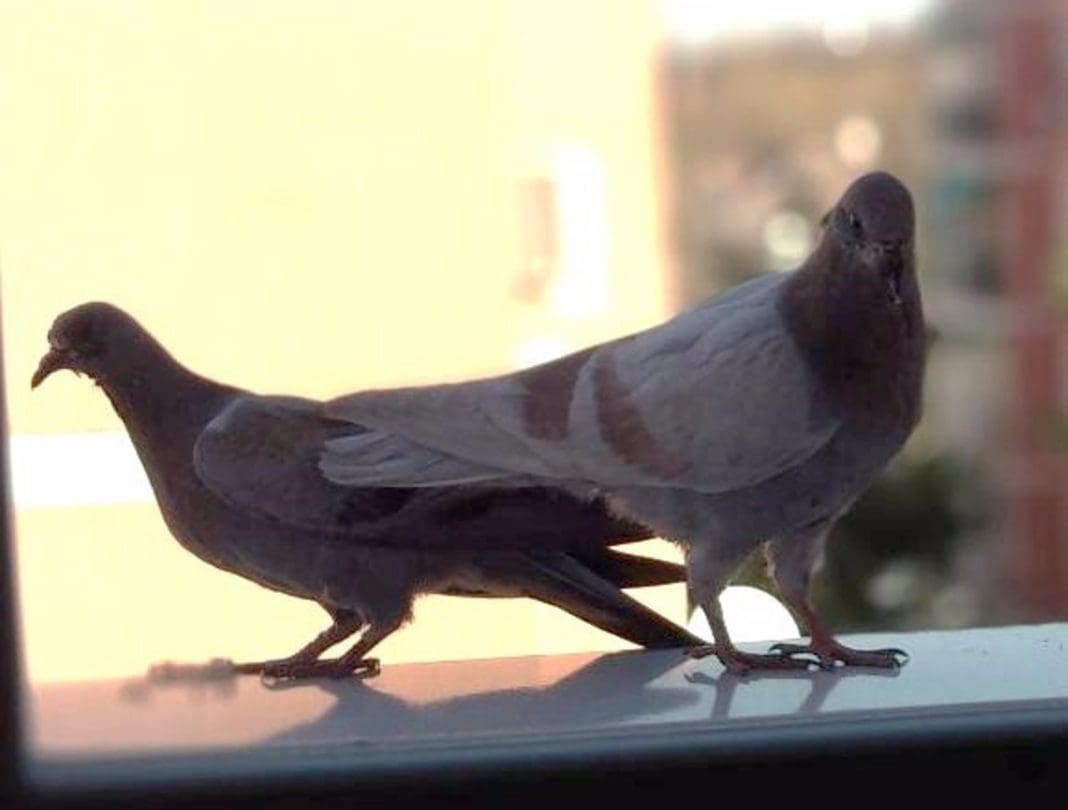 Valencia.- El Ayuntamiento activa un nuevo plan para reducir la presencia de palomas y estorninos