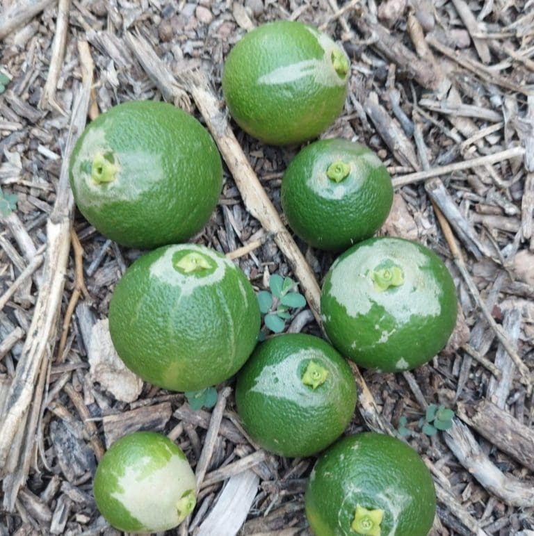 Innovación agrícola: Valencia transforma fruta perdida en bioproductos de alto valor