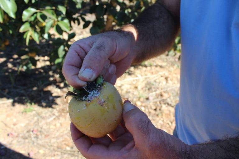 Agricultura destina 140.000 euros más a compensar las pérdidas económicas en cítricos y caquis por el ‘cotonet’