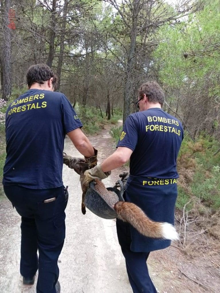 El 1·1·2 atiende más de 15.000 llamadas sobre animales abandonados y especies protegidas