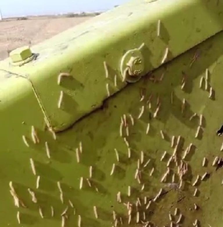 AVA detecta pérdidas de hasta el 25% en cultivos de arroz por la plaga del ‘cucat’