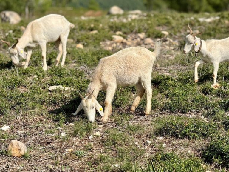 Agricultura invierte 80.000 euros en apoyar la ganadería ecológica extensiva en la Comunitat Valenciana