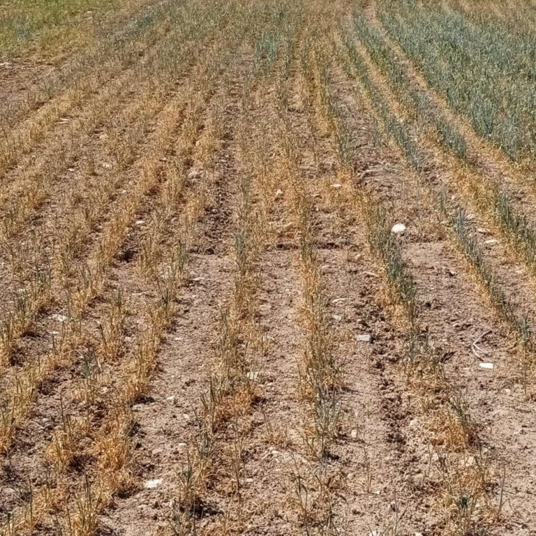 La directora general de Desarrollo Rural destaca el relevo generacional como ‘clave’ para la política de la UE