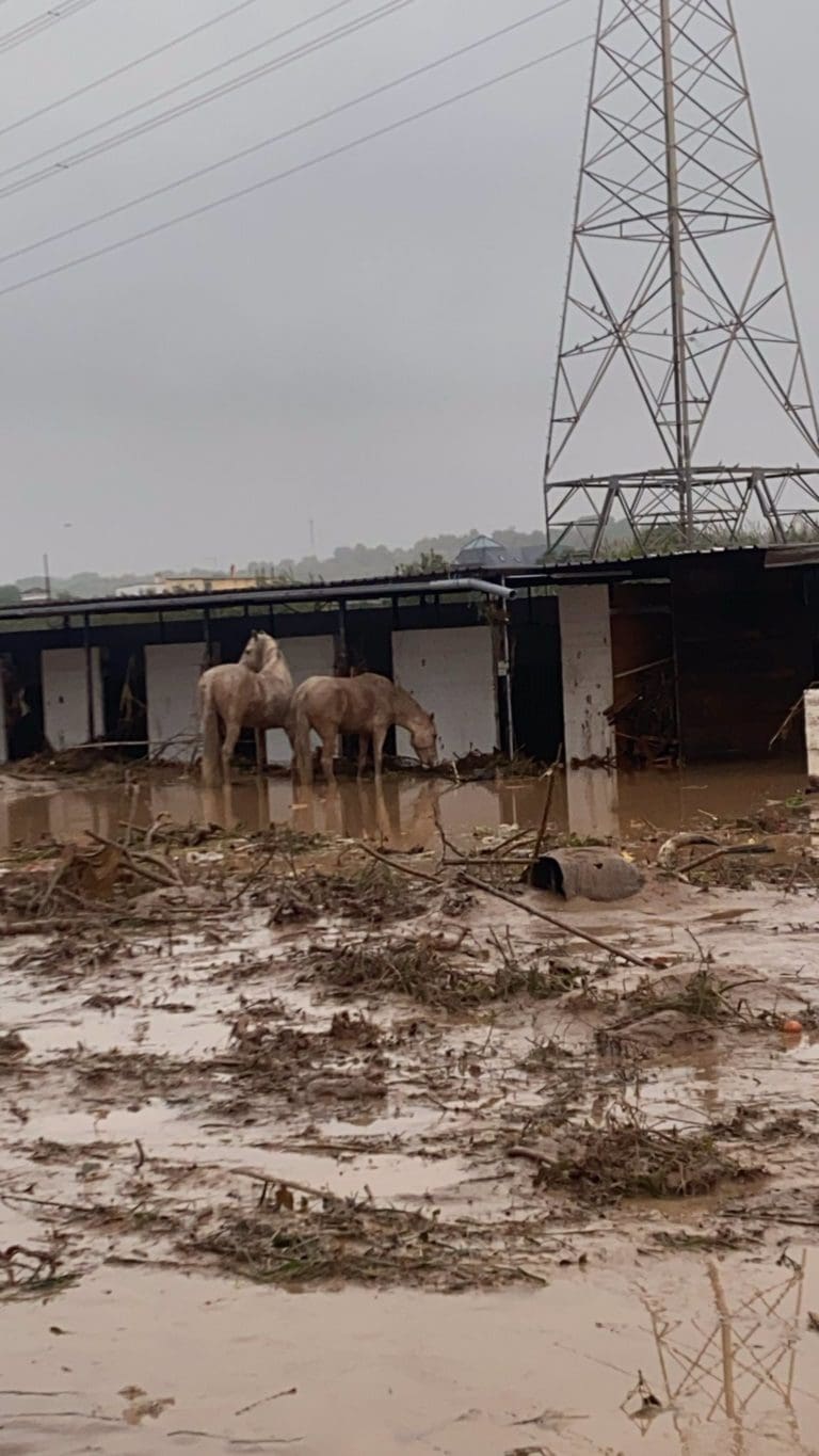 Establecen nuevos puntos de atención urgente para la asistencia a animales afectados por las inundaciones