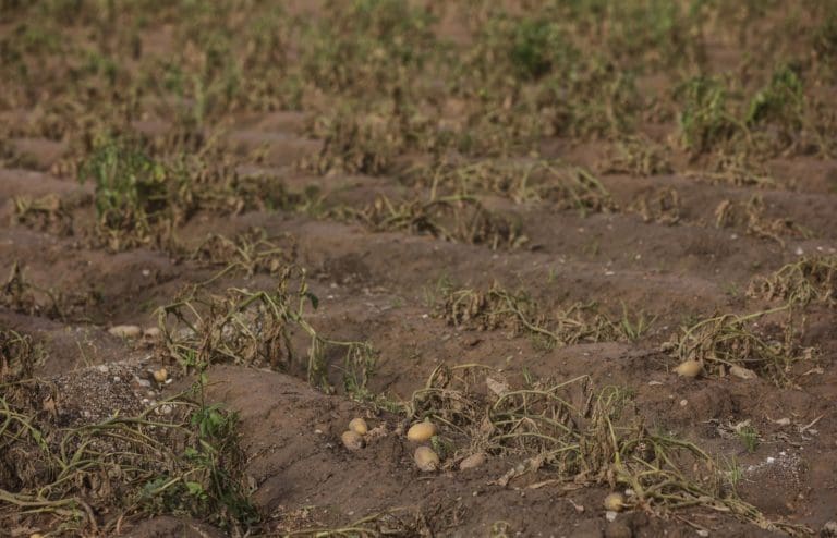 Reclaman a la Generalitat ayudas complementarias a las del Gobierno para recuperar el tejido agrario afectado por la DANA