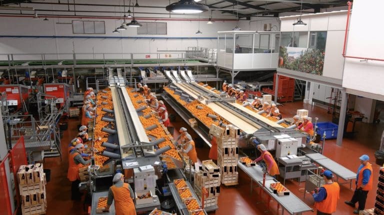 CCOO PV y UGT PV convocan una huelga en el sector de manipulado y envasado de cítricos