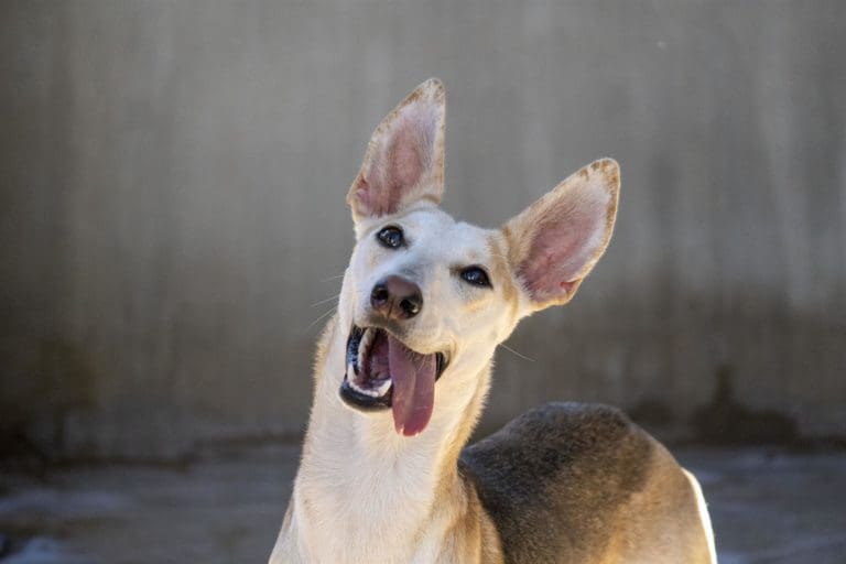 Más de 30 perros, algunos rescatados en la Dana, buscarán un hogar en el 25 Desfile de AUPA en Bioparc